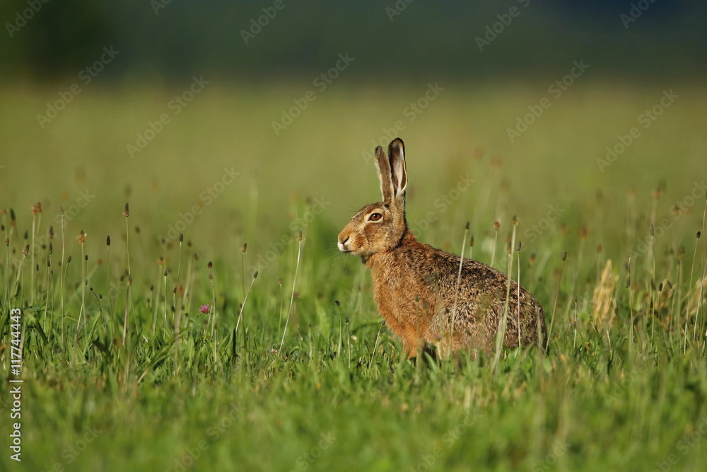 Naklejka premium hare in the beautiful light on green grassland,european wildlife, wild animal in the nature habitat, czech republic, lepus europaeus