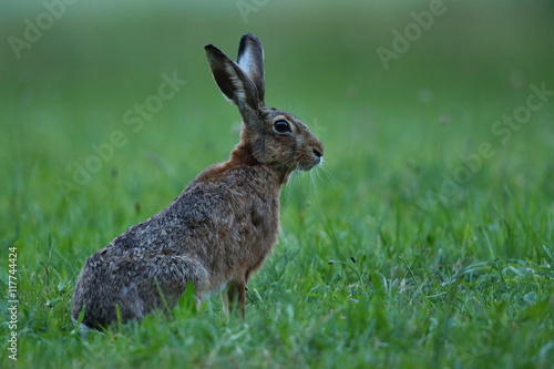 hare in the beautiful light on green grassland european wildlife  wild animal in the nature habitat  czech republic  lepus europaeus