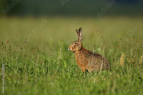 hare in the beautiful light on green grassland,european wildlife, wild animal in the nature habitat, czech republic, lepus europaeus © photocech
