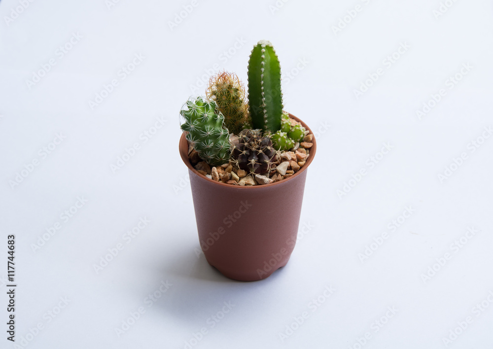 The cactus on white background The cactus on white background
