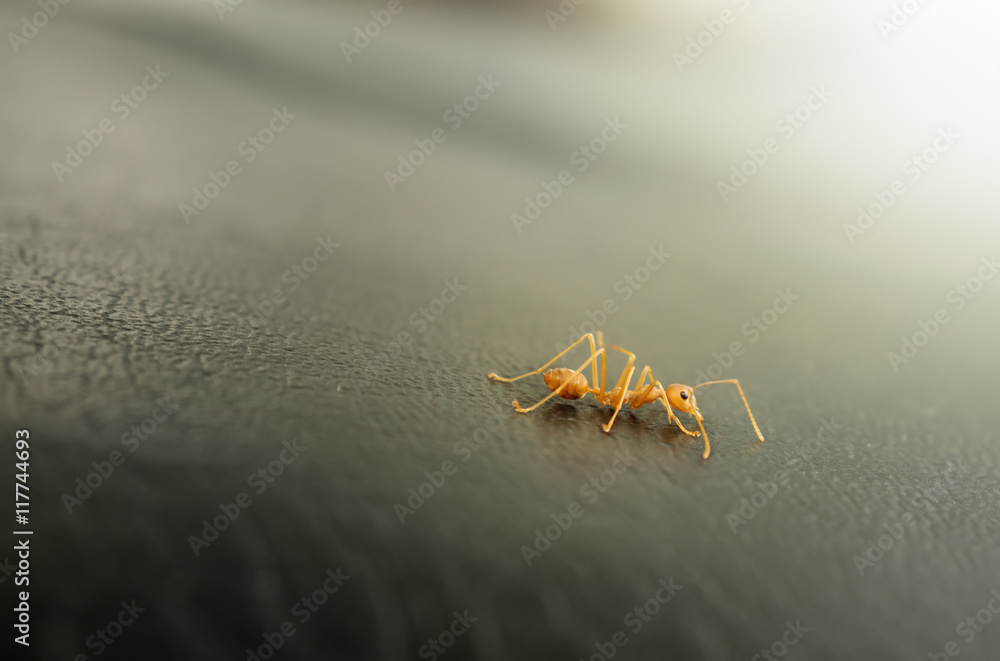 orangre ant on leather sofa surface. orangre ant on leather sofa surface.