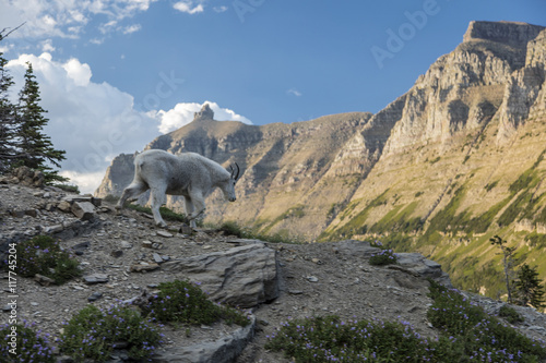Glacier Mountain Goat 