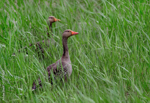 two greylag geese looking out of the high grass curiously