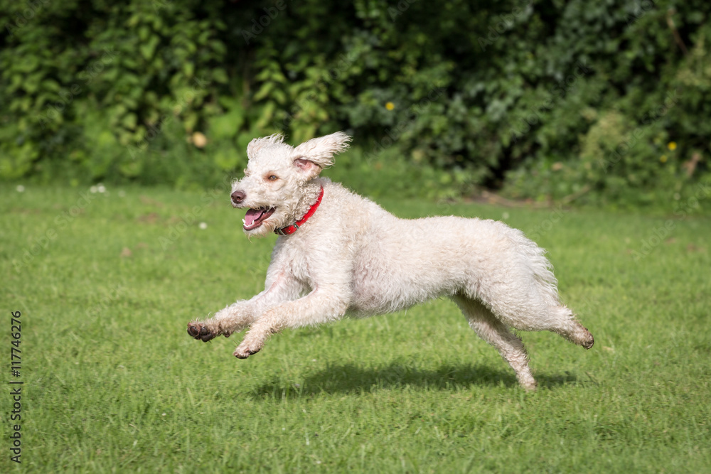 Fototapeta premium Labradoodle