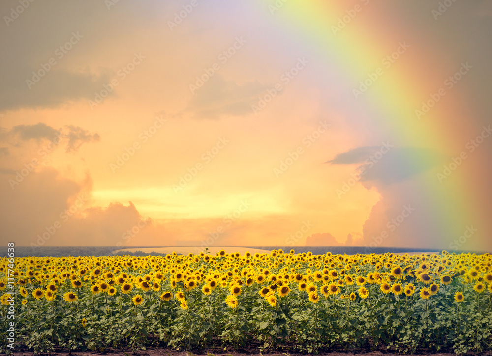 Naklejka premium Sunflowers and rainbow