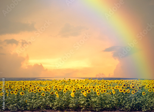 Fototapeta Naklejka Na Ścianę i Meble -  Sunflowers and rainbow