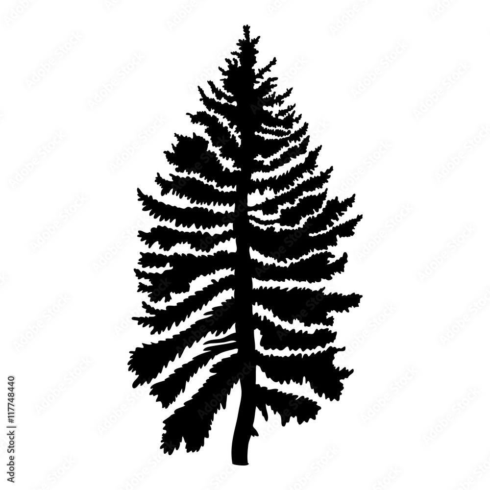 Pine tree isolated on white background, silhouette woods and fir tree for your design, isolated. Pine tree isolated on white background, silhouette woods and fir tree for your design, isolated.
