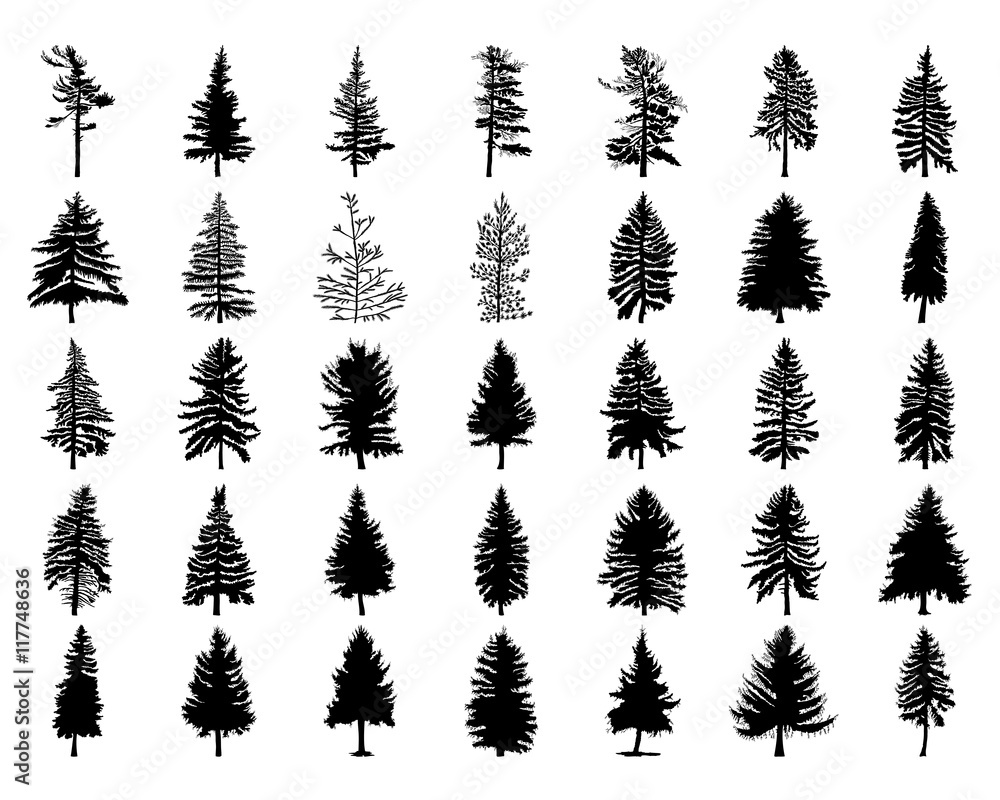 Fototapeta premium Wektor zestaw sylwetka różnych kanadyjskich sosen. Sylwetki drzew iglastych na białym tle Kolekcja. Pakiet drzew.