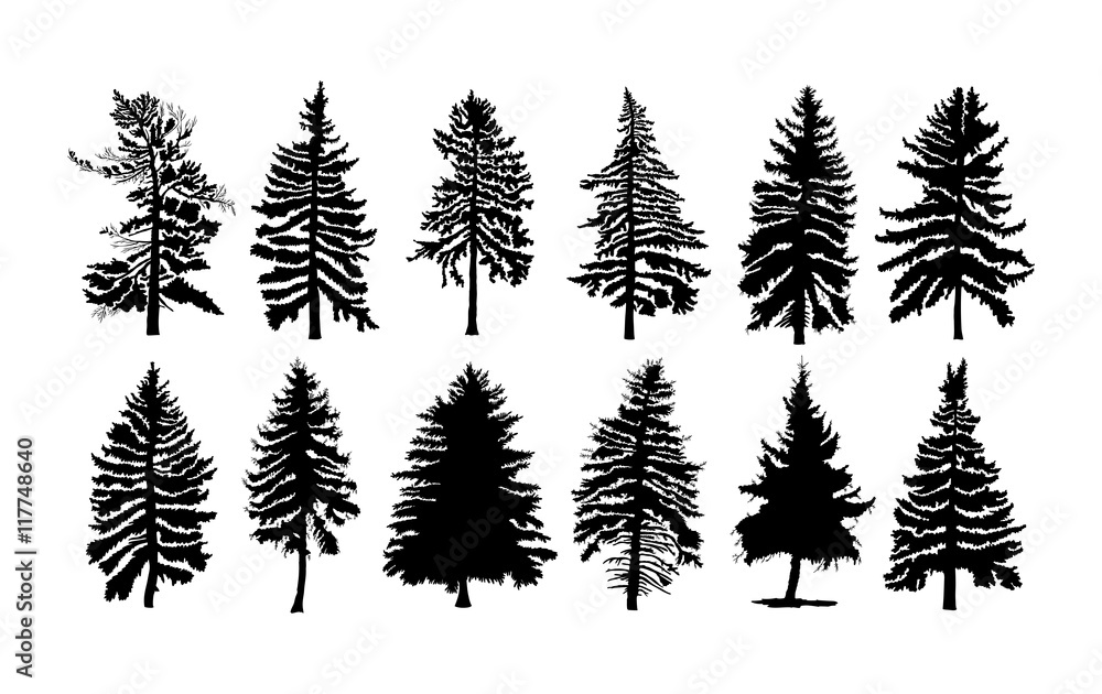 Vector set silhouette of different Canadian pine trees. Conifer tree silhouettes on the white background Collection. Bundle of trees.