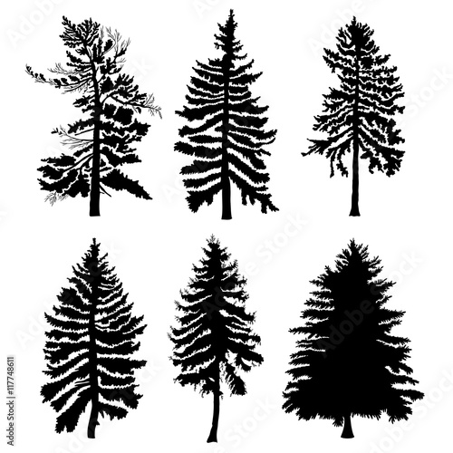 Fir trees set isolated on white background illustration. Collection of black coniferous trees silhouettes. Hand drawing. 