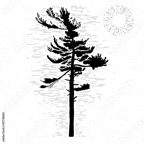 Fir tree on white textured background illustration. Black coniferous tree silhouette. Hand drawing. 