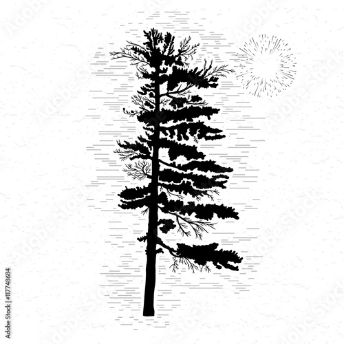 Fir tree on white textured background illustration. Black coniferous tree silhouette. Hand drawing. 