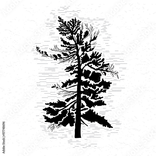 Fir tree on white textured background illustration. Black coniferous tree silhouette. Hand drawing. 