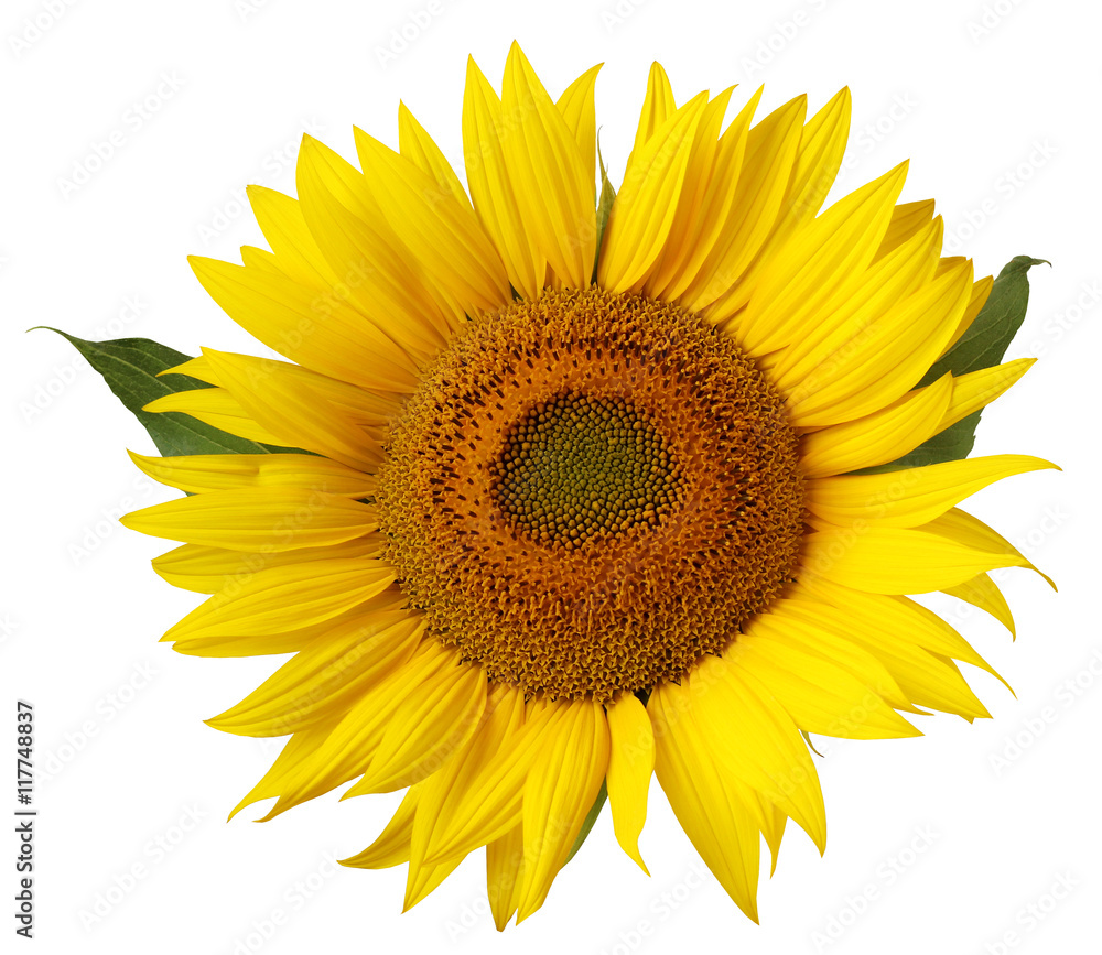 Fototapeta premium Flower of sunflower isolated on a white background.