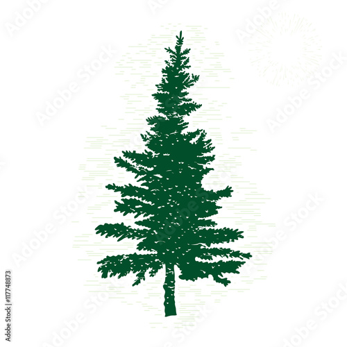 Hand drawn textured fir tree vector illustration. Silhouette of the grunge pine tree.