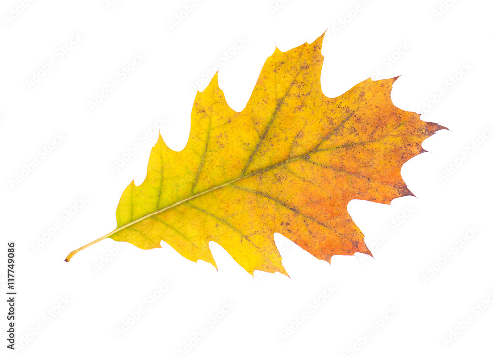 Fototapeta premium Autumn leaf isolated