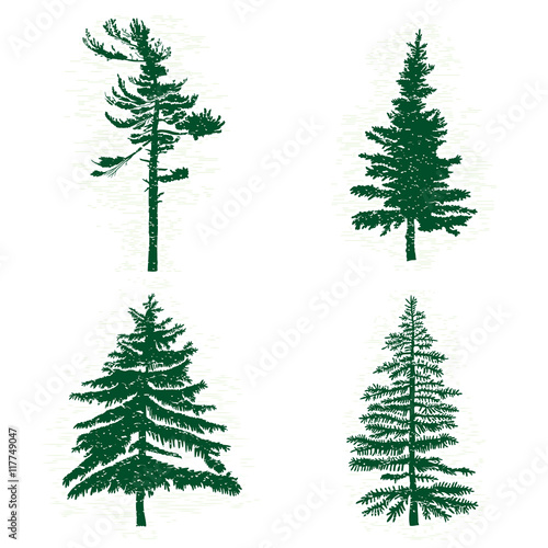 Set of different silhouettes of green pine trees, vector illustration. Collection of vintage textured grunge fir trees design template. Vector illustration.