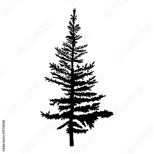 Pine tree isolated on white background, silhouette woods and fir tree for your design, isolated.