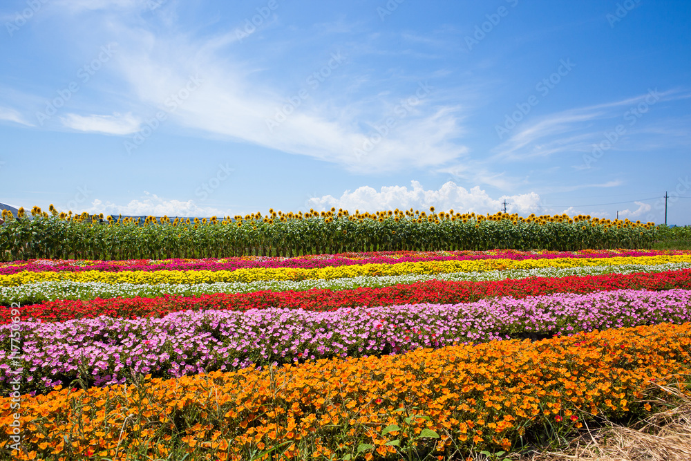 青空と向日葵と花畑