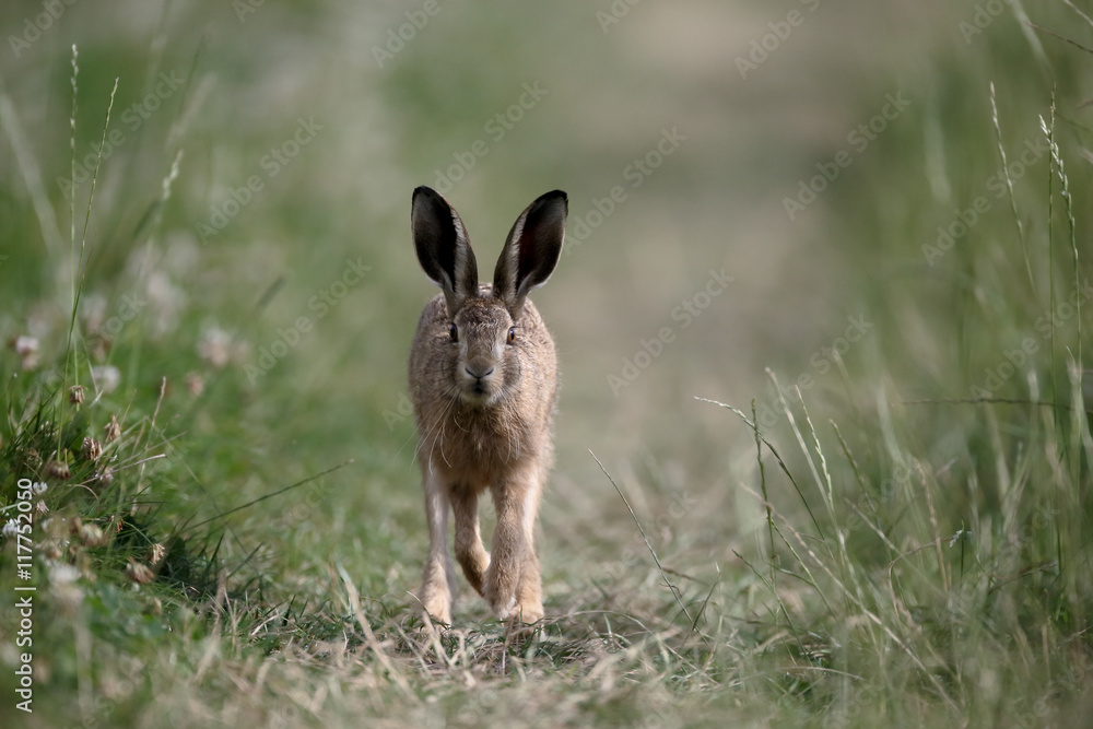 Obraz premium European brown hare, Lepus europaeus