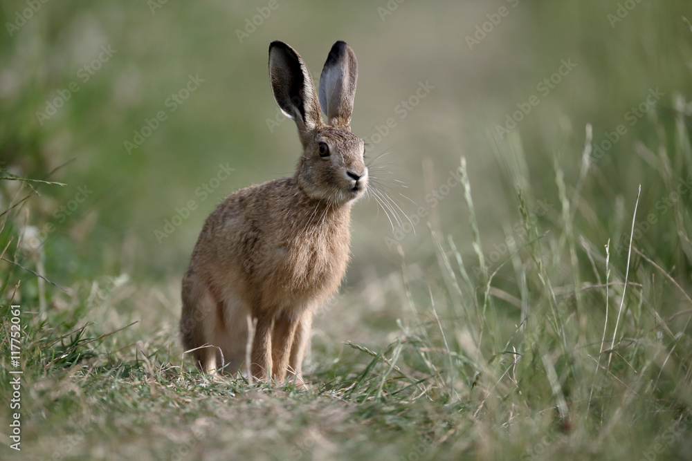 Naklejka premium European brown hare, Lepus europaeus