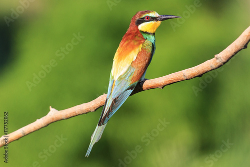 Birdy - rainbow sits on a branch green background