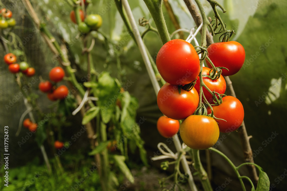 Obraz premium tomato season