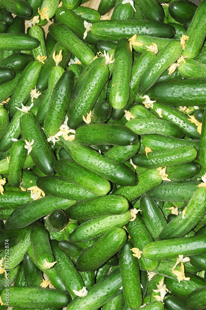 Cucumbers background