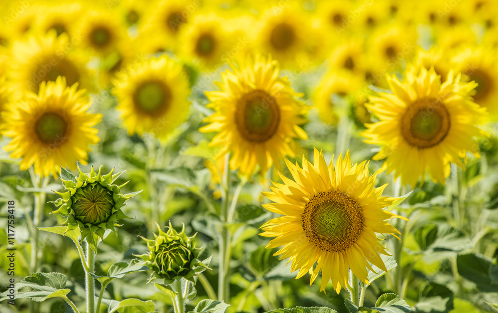yellow sunflowers in summer