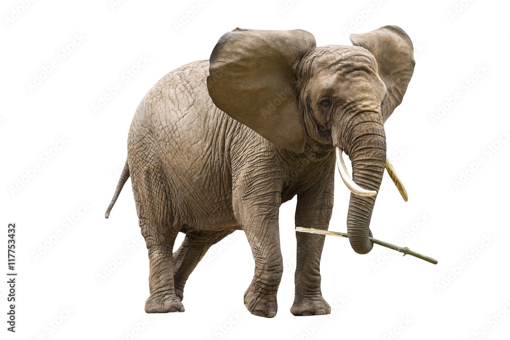 Fototapeta premium African elephant isolated on white