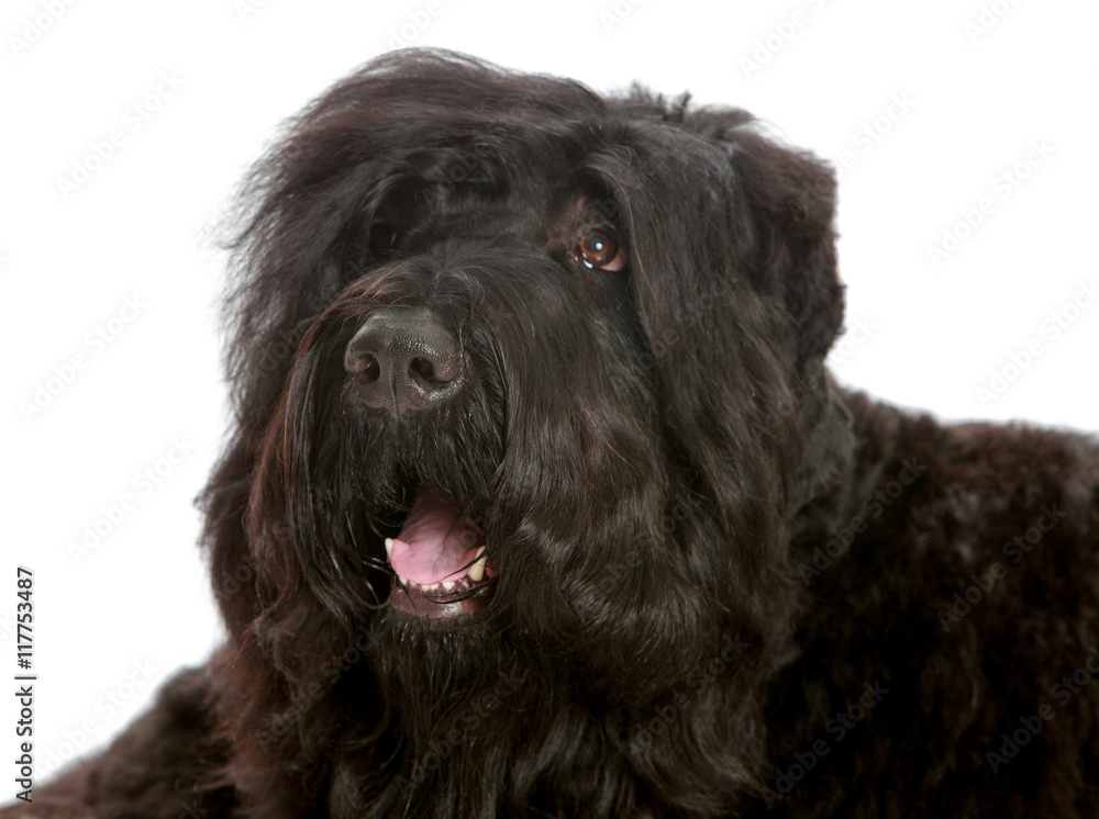 big black shaggy dog