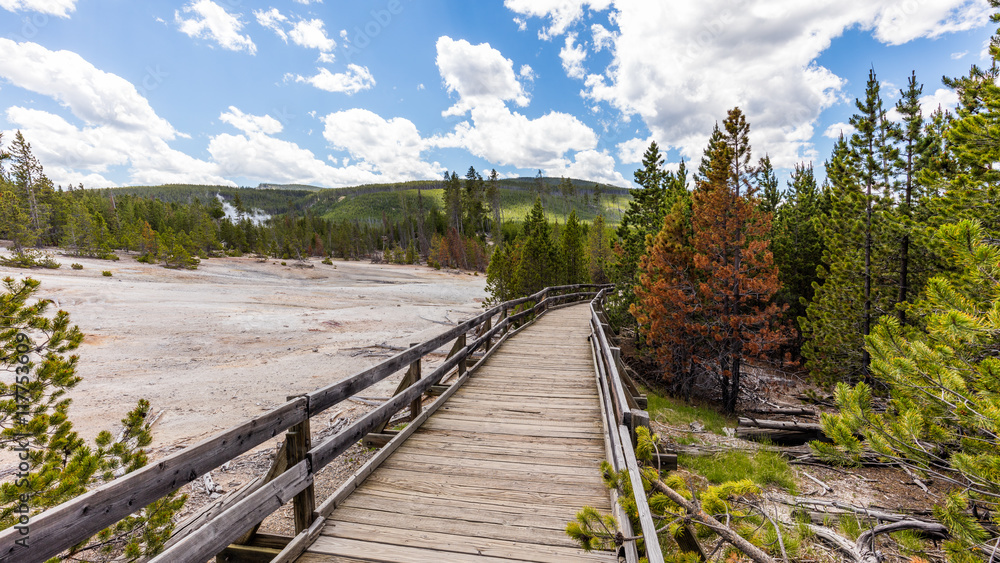 Wooden walkway among the geysers and trees. Back Basin of Norris Geyser Basin. Yellowstone National Park, Wyoming