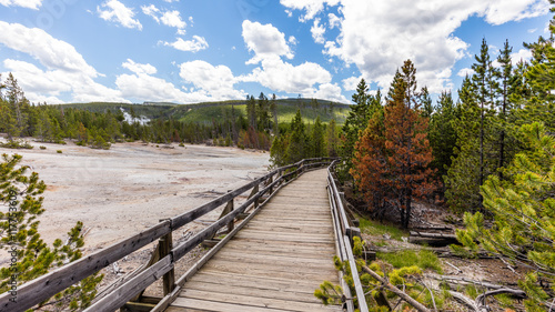 Wooden walkway among the geysers and trees. Back Basin of Norris Geyser Basin. Yellowstone National Park  Wyoming