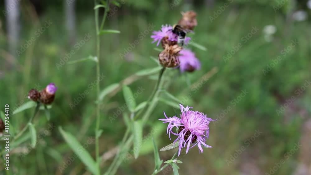 Bumblebee collects nectar from flower on a sunny day Bumblebee collects nectar from flower on a sunny day