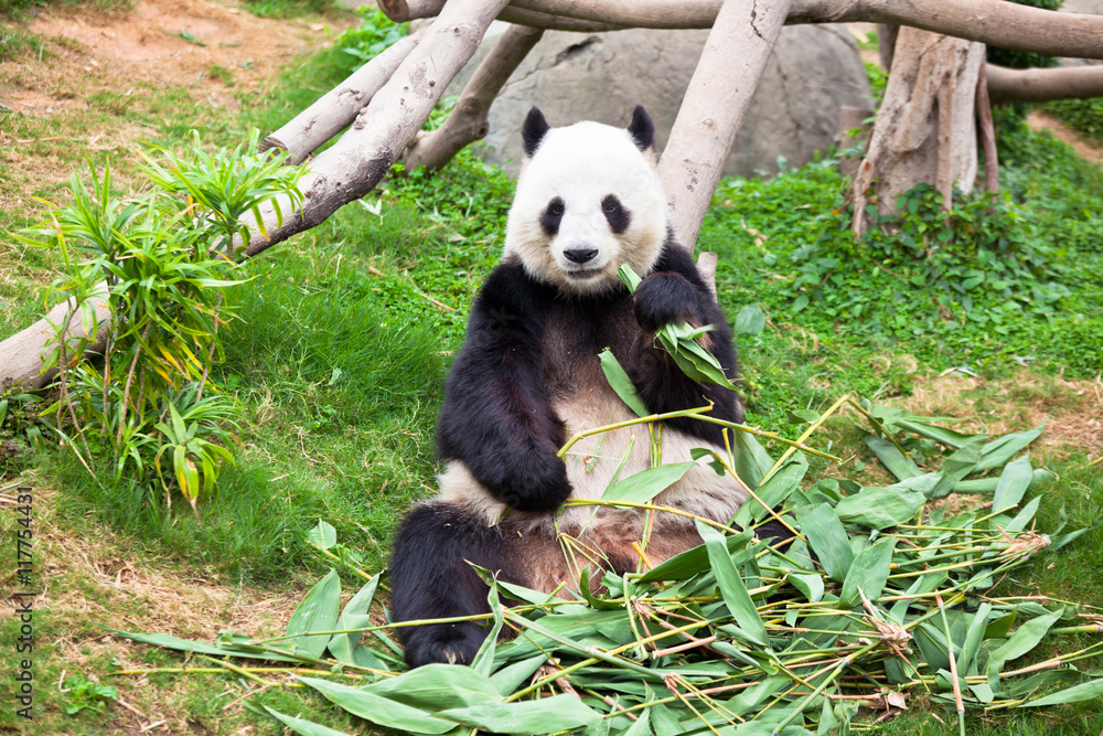 Giant panda bear in the zoo Giant panda bear in the zoo
