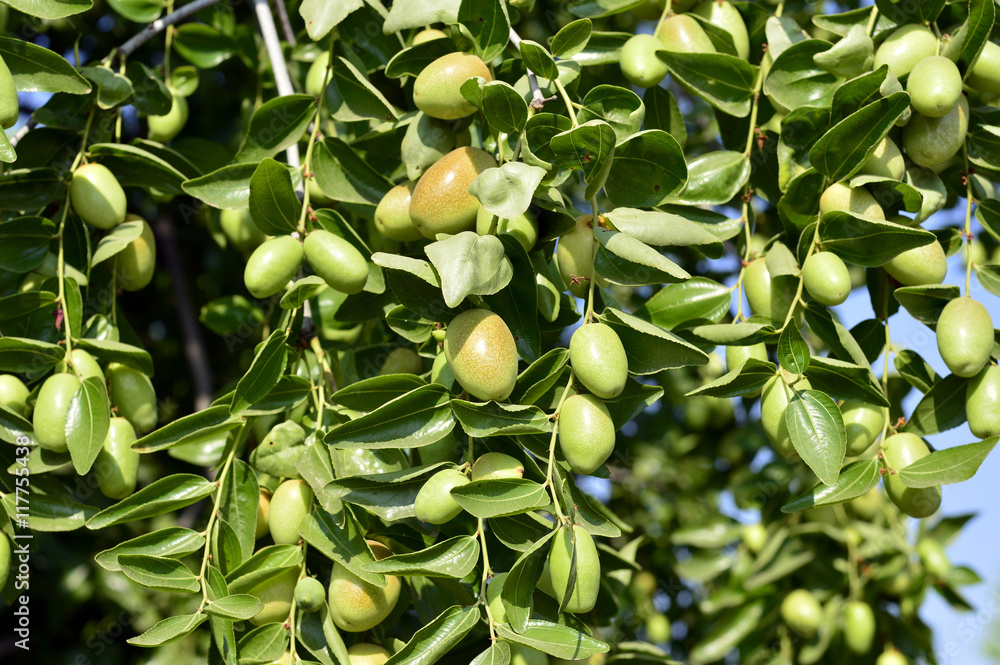 Fototapeta premium Jojoba green plant