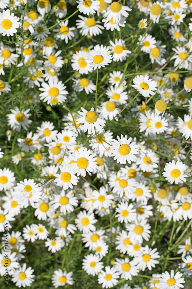 Geruchlose Kamille, Tripleurospermum maritimum Geruchlose Kamille, Tripleurospermum maritimum