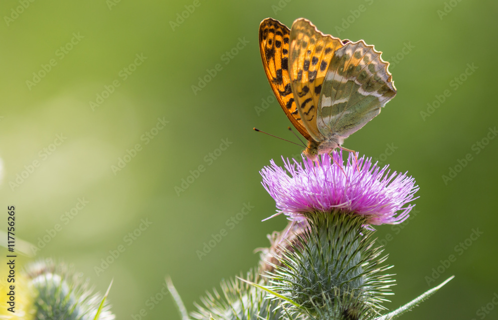 Obraz premium Le tabac d'Espagne
