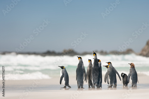 Pingüinos rey en la playa
