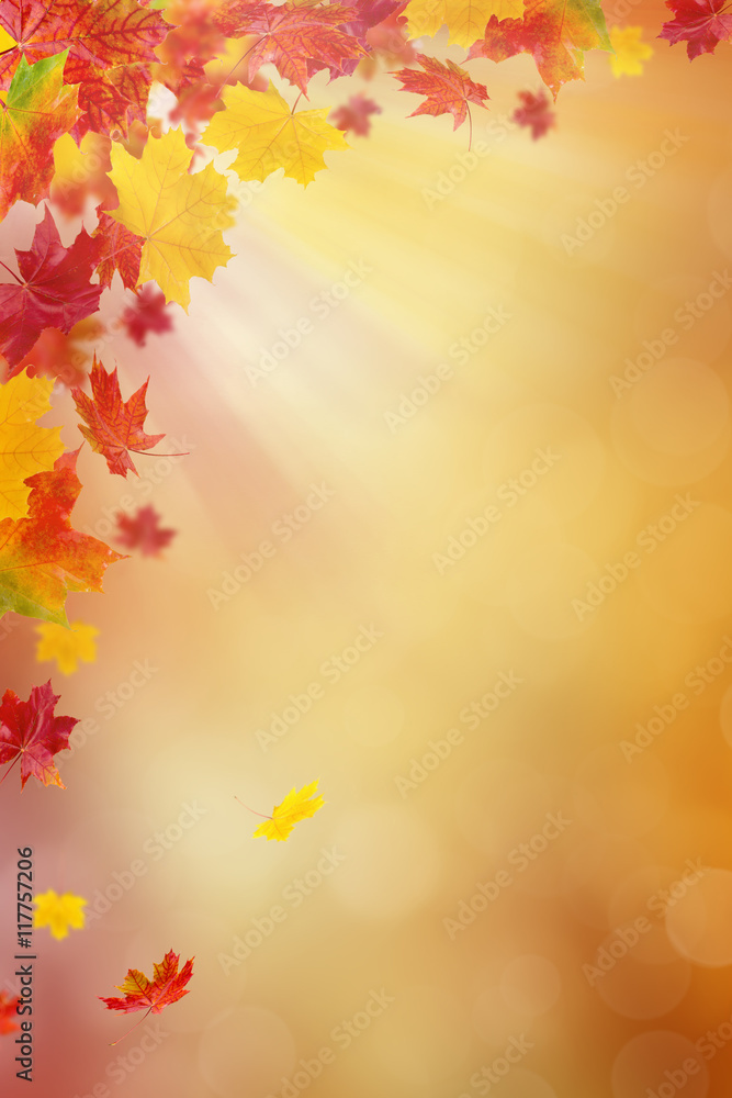 Bright autumn leaves.