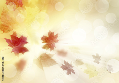 Bright autumn leaves.