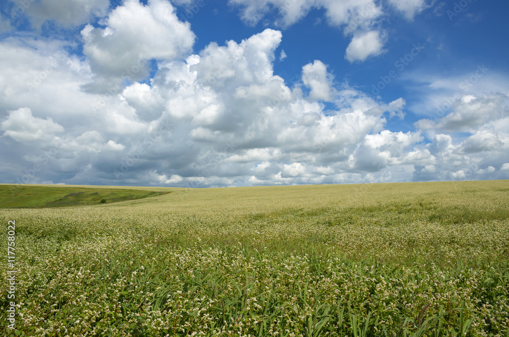 Buckwheat field Buckwheat field