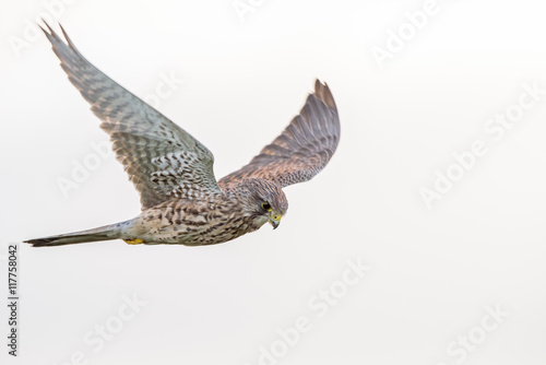 European kestrel (Falco tinnunculus) in flight.