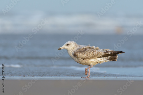 Juvenile European herring gull (Larus argentatus) perching on the beach. © o0orichard
