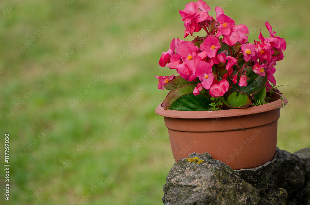 Pot with pink flowers on the stone street, green background, place for text