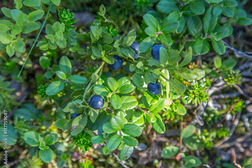 Wild blue berries Lapland