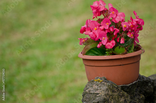 Pot with pink flowers on the stone street  green background  place for text