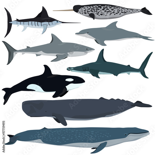 Vector set of cartoon sea animals. White shark, bottlenose dolphin, narwhal, hammerhead shark, blue whale, sperm whale, swordfish, killer whale.