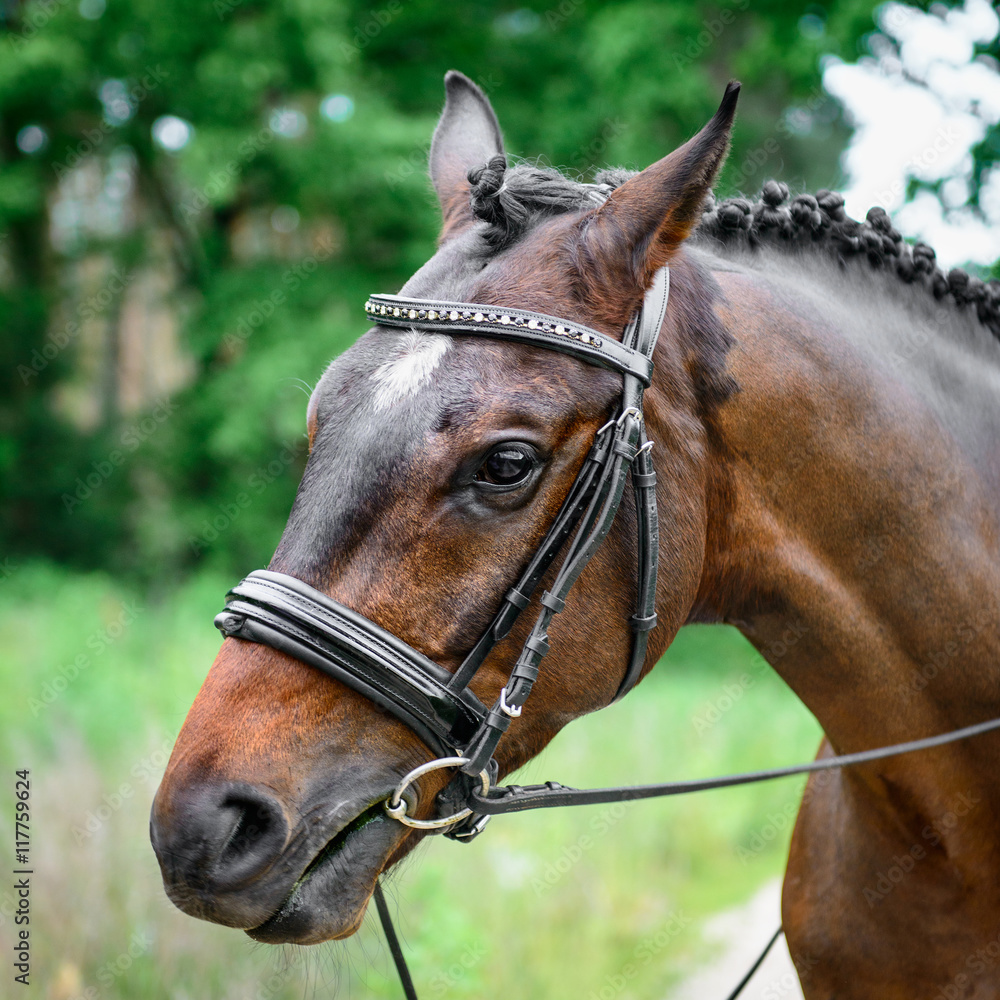 Obraz premium portrait horse close up