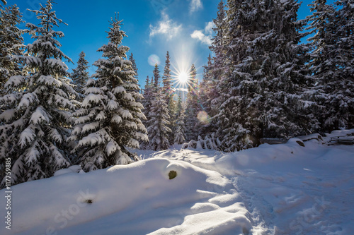 Fototapeta Naklejka Na Ścianę i Meble -  Snowy mountain trail in the woods, Tatras, Poland